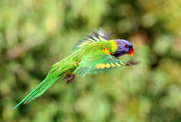 Rainbow lorikeet